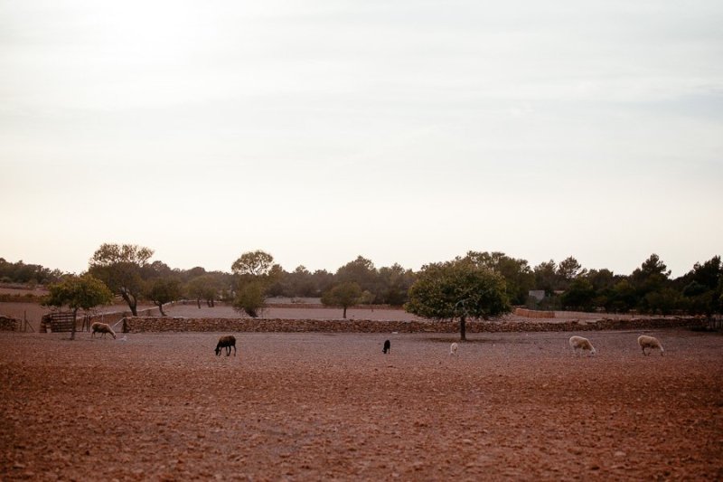 Formentera countryside