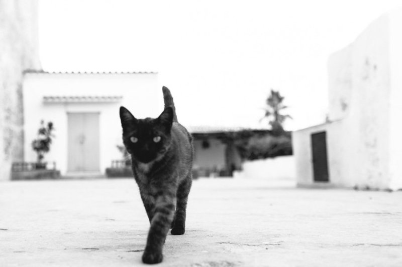 miao
