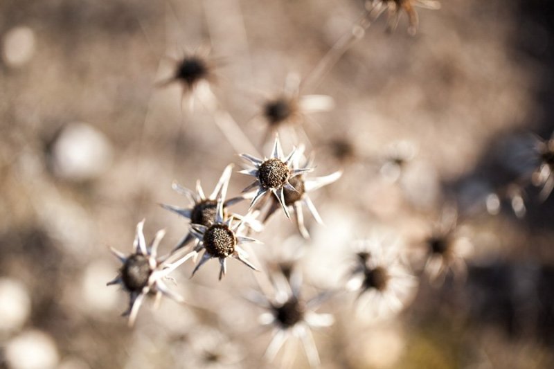 Flowers Formentera