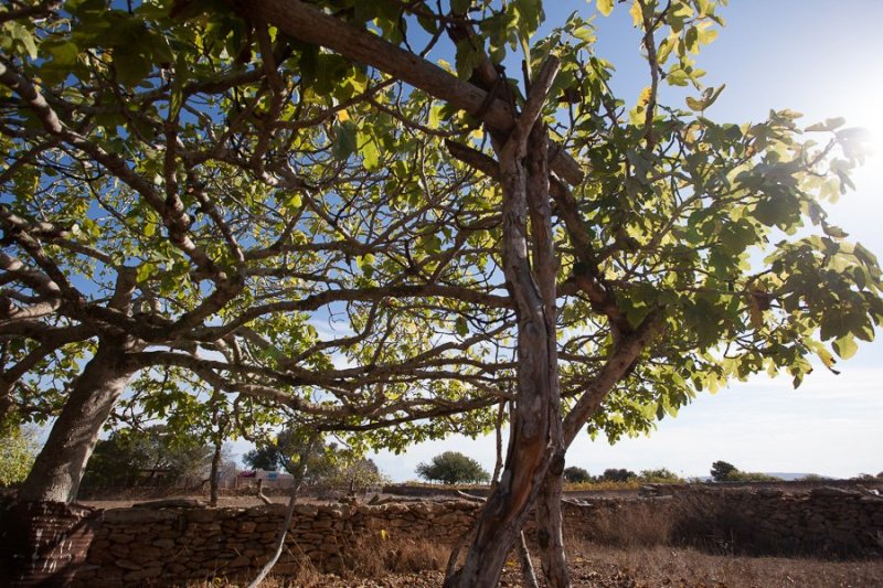 Countryside Formentera