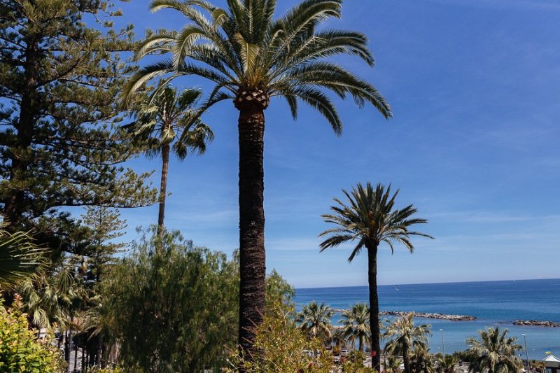 Sanremo Ligurian Riviera Palm Tree