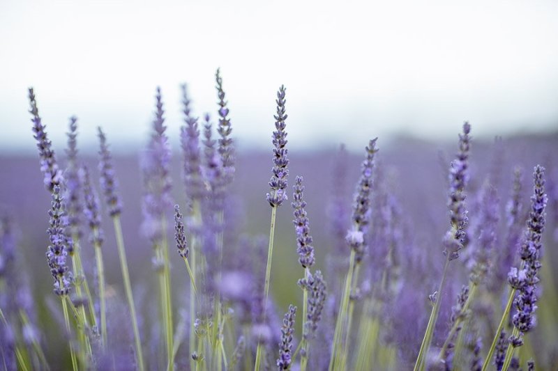 Valensole Lavanda Provenza