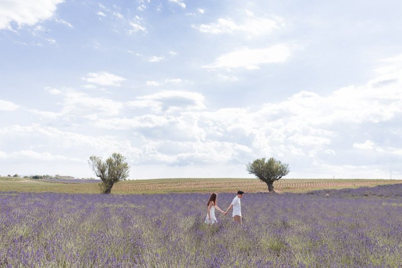 Lavanda Plateau di Valensole Luca Vieri Fotografo Matrimonio in Provenza