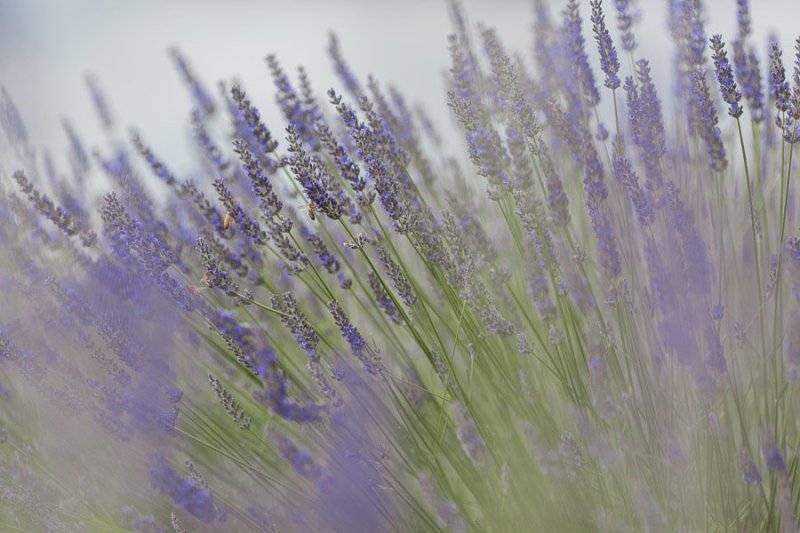 Festa della Lavanda 