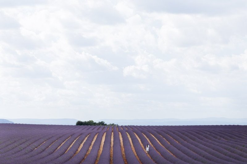 Lavanda Plateau di Valensole Luca Vieri Fotografo Matrimonio in Provenza