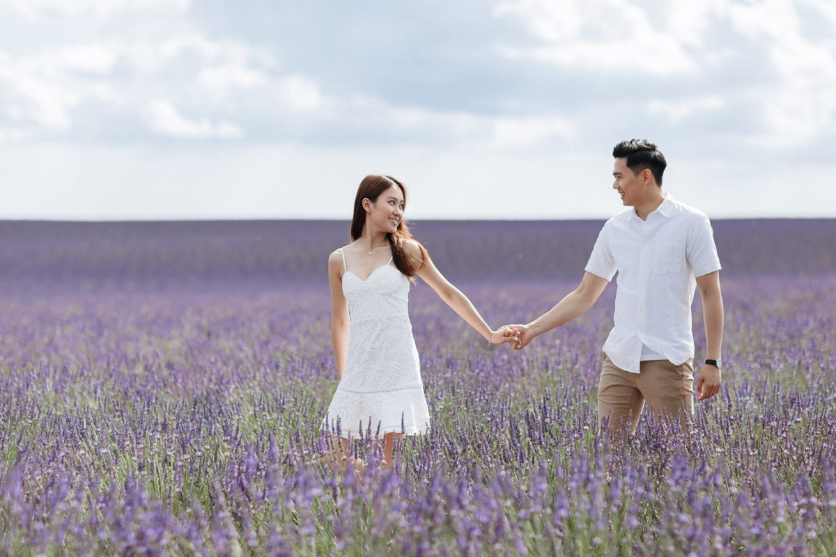 Lavender sea in Valensole, Provence