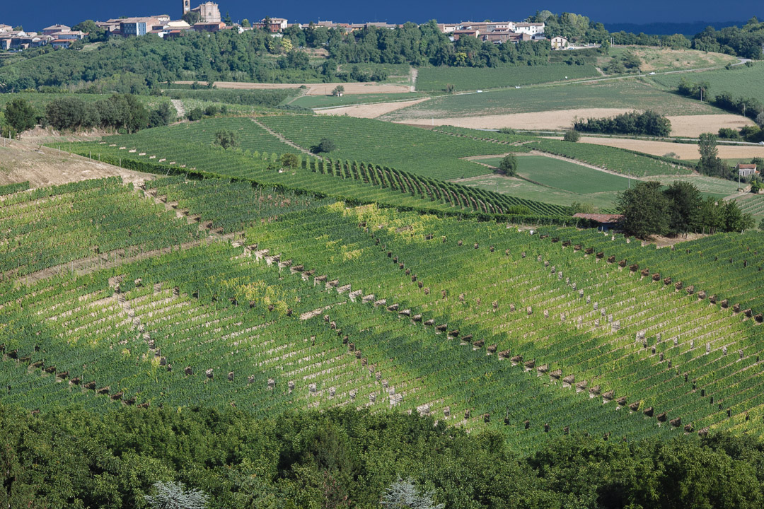 Vigneti Monferrato Luca Vieri fotografo