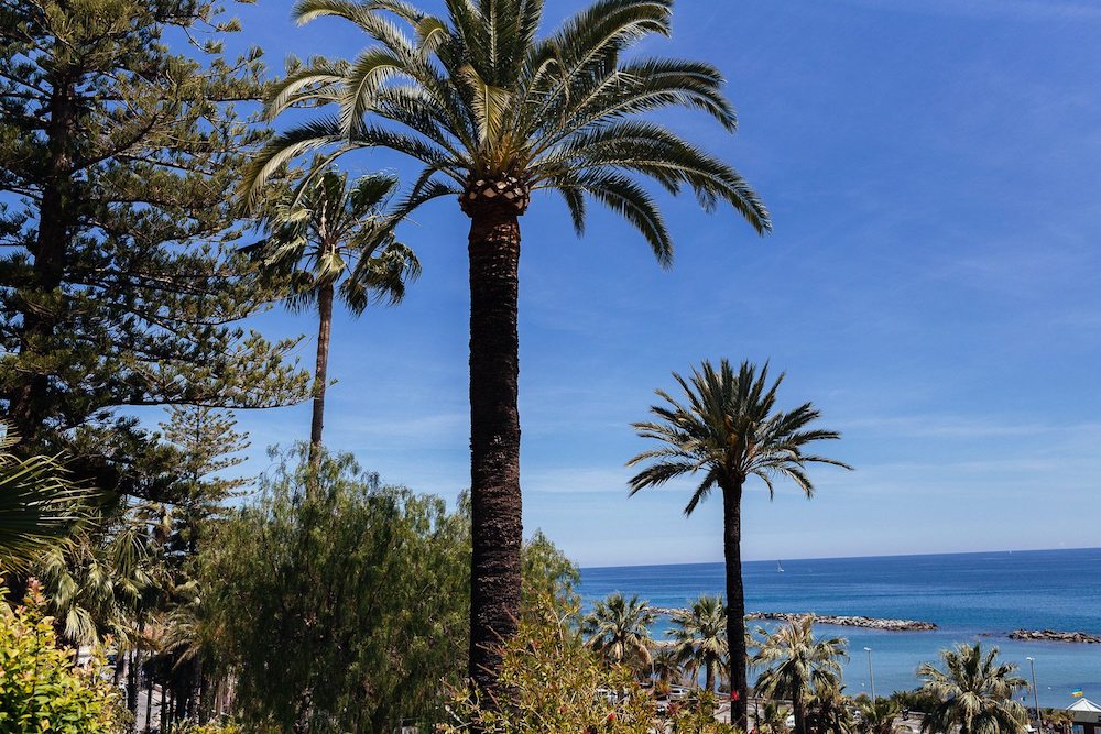 Palm trees Sanremo Luca Vieri photographer