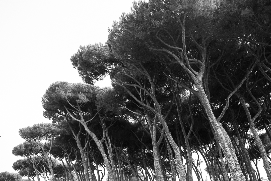Pineta Luca Vieri fotografo Matrimonio Forte dei Marmi Versilia