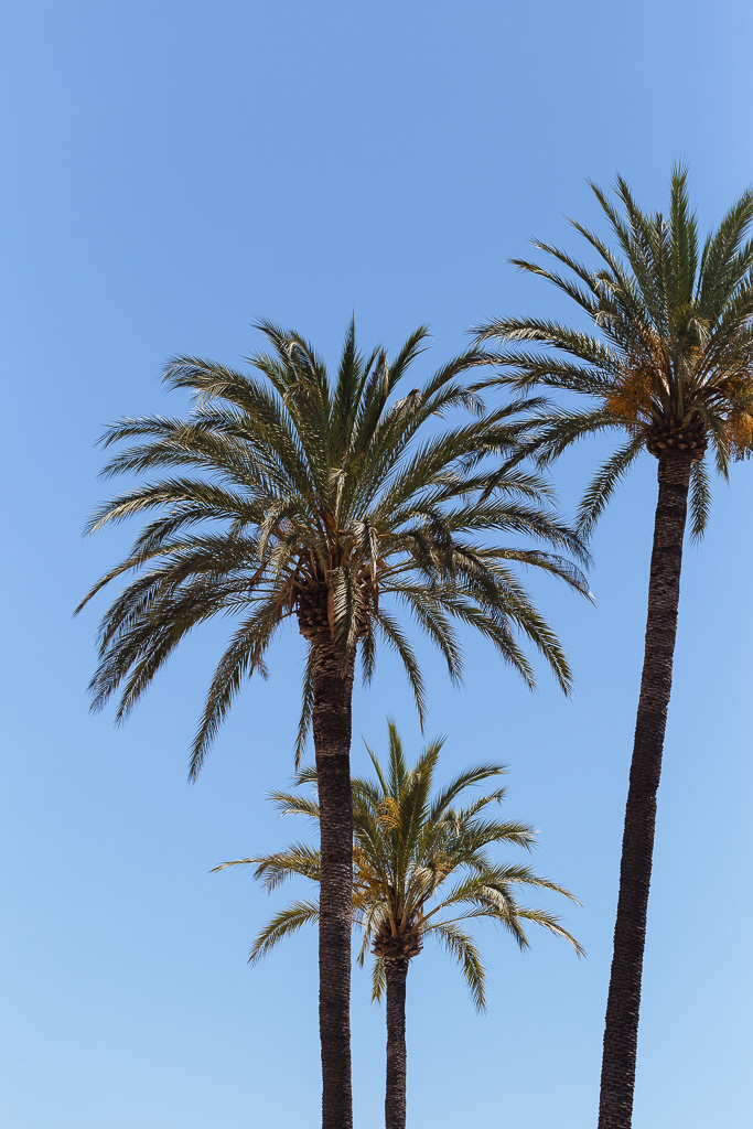 Palme Miramare Palace Sanremo Luca Vieri fotografo
